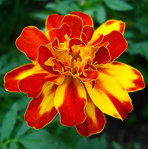 Tagetes Patula